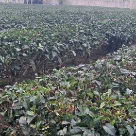 ㄧ年ㄧ度茶樹修整開始了，依照傳統在冬至前後修剪。の画像