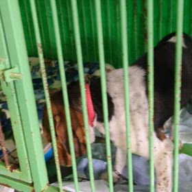 ”犬が収容されました”の画像