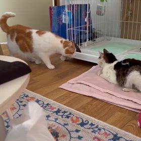 シン君とミーコの画像