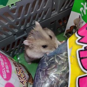 レトロゾール終了。の画像