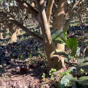 修整茶樹の画像