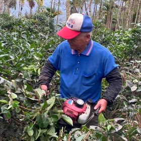 修剪阿薩姆茶樹 #有機茶#日月潭#水葉紅玉#老茶#梵音紅の画像