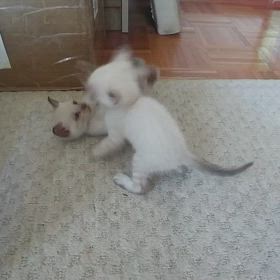 子猫を拾う 3日目の画像