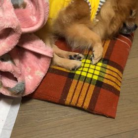 The Covers 徳永英明さんの画像