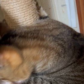 2024/06/14      ちび猫　　ちゃいたんの画像