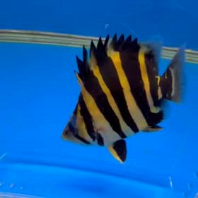 次の輸入のために度肝を抜く魚を選別します！の画像