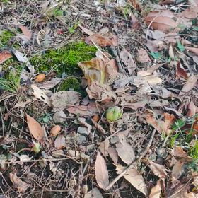 2026/02/07 ふきのとうめっけたぁ〜の画像