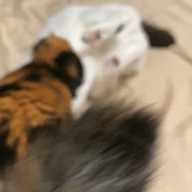 食後の運動の画像