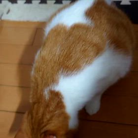 凛の猫背問題の画像