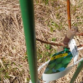 梅の木と小梅の木の画像