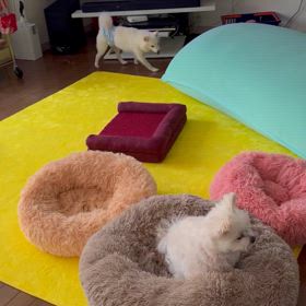 イヌまみれの画像