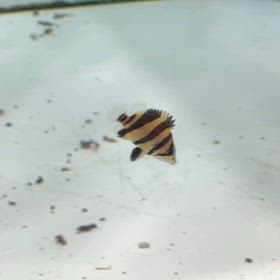 青森のお客様にシャムバンVバンドご成約！最近梱包で無事に到着の画像