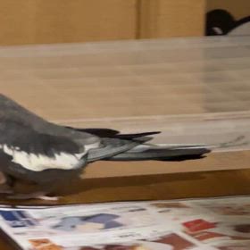 オカメインコの画像