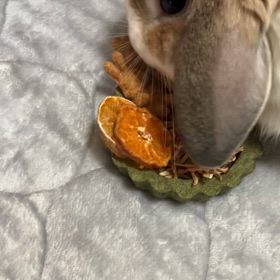 まりん　と　オーツヘイのケーキの画像