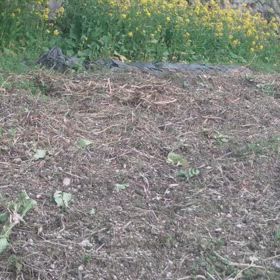 すぎぴたんの事件簿シーズン3　460話（キジバトの日常、警戒中）の画像