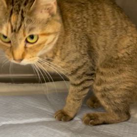 元気すぎぃの画像