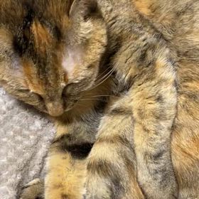 １１９エマージェンシーコールの画像