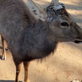 悲しげな鳴き声。の画像