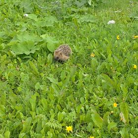 はりねずみ①の画像