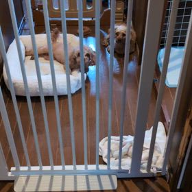 トイプー女子、里親募集開始しました！の画像