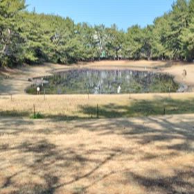 　日記　　　　つい王様きどりの画像