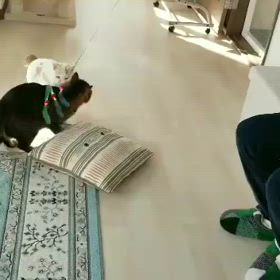 子猫ちゃん、仲間入り⬛の画像