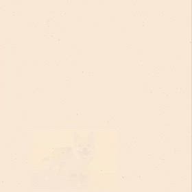 DOGXDOG ファンちゃんの画像