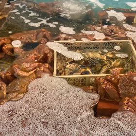 カニ、蟹の画像