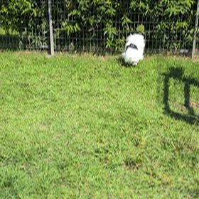 抜歯 後とドッグランの画像