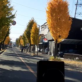 イチョウ並木の画像