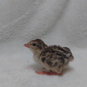 イワシャコちゃんが産まれました❤の画像