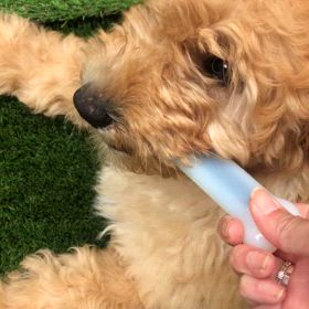 ✨✨輝くの画像