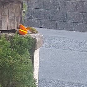 あとからチビがくる(笑)の画像