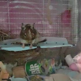 デグー・ふうChan♡ちょっとだけ砂浴び(*^_^*)♪ ☆2025.12.30(火)の画像