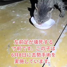 左前足が壊死寸前です。保護したいけどの画像