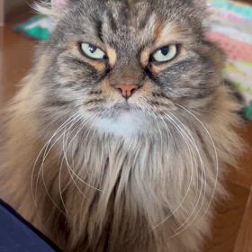 暑いねーの画像