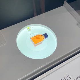 雨の万博に行ってきました 10の画像