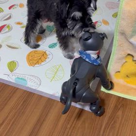 今夜のはじめとオルフの画像