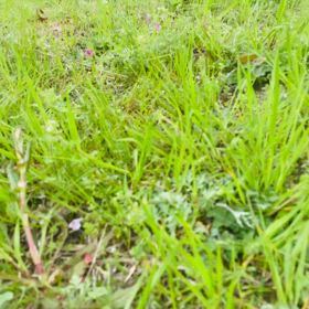 桜の動画の画像