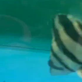 これがレイスセレクトの極美リアルバンド！の画像