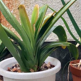 軒下で寒さにヤラレタクンシラン。の画像