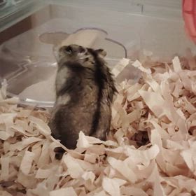 新しい家族♥の画像