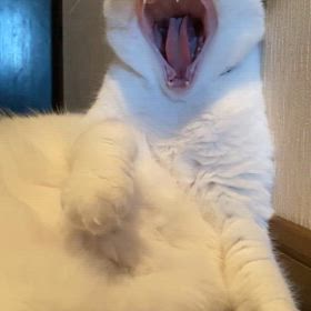 猫に学ぶの画像