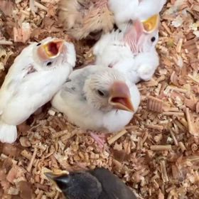 25/2/19 文鳥(雛)の画像