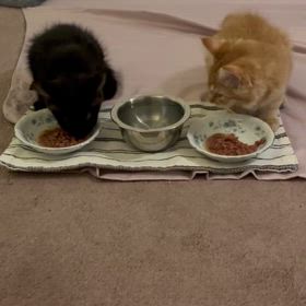 また猫ちゃんが。の画像