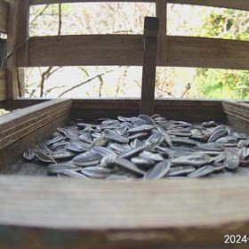 すぎぴたんの事件簿シーズン3　464話（久しぶりに来たヤマガラ、シジュウカラ）の画像