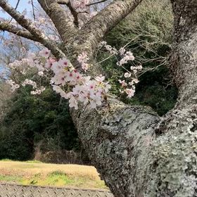 やっぱりこの桜だね❗️の画像
