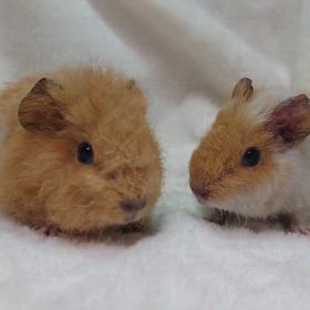 お迎え頂きました♪の画像