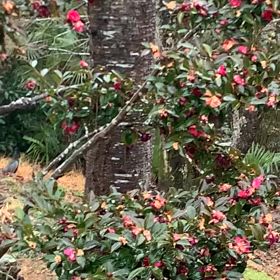 雪の雛祭りの画像