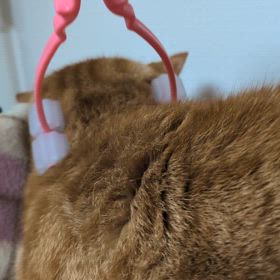 ああ可愛いの画像